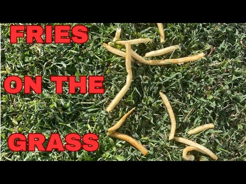 Fries on The Grass | Hawai’i Award Winning Short Film