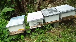 Hive inspection and management