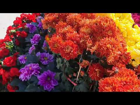 subra Ganda fresh flowers