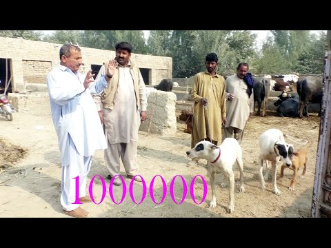 Congraulation on sussec og Haji Hameed dog winnis   on  shekar Nami gramii kuta 2021