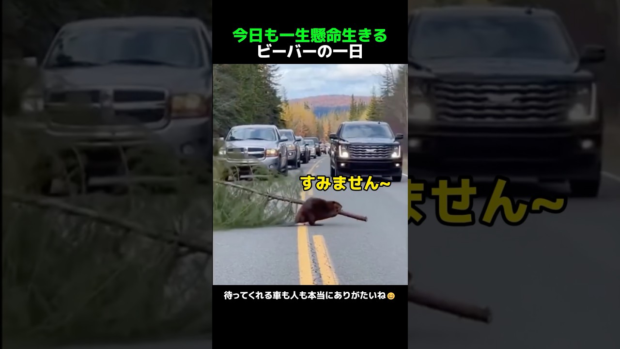 今日も一生懸命生きるビーバーの一日