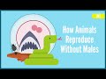 Reproduction Without A Male Parthenogenesis