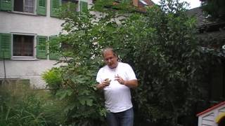 Fruchtfeigen: Befruchtung, Winterh�rte, Sorten und Ernte