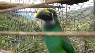 preview picture of video 'De paseo por PALMITAS Antioquia'