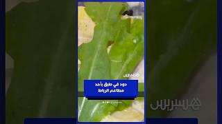 دود في طبق سلطة بأحد مطاعم مدينة الرباط thumbnail