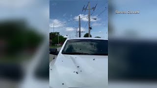 Lovebugs swarm Florida family&#39;s car