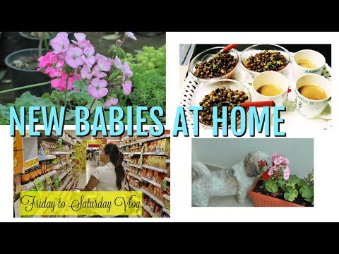 Where Flowers Bloom So Does Hope | Friday to Saturday Vlog | Indian Petmom Snacks to Lunch Routine Video