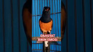 Download lagu murai batu gacor full isian untuk memancing emosi mp3