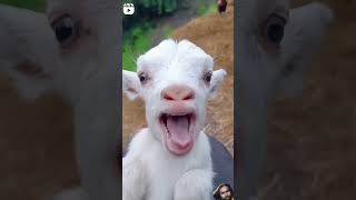 Download lagu #panda #puppy #funnyanimal #cute #puppie #funnybear #funny #puppielove #funnypanda #pets mp3 Download lagu #panda #puppy #funnyanimal #cute #puppie #funnybear #funny #puppielove #funnypanda #pets mp3