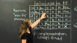 Complementation (Part II) | MIT 7.01SC Fundamentals of Biology