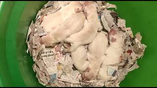 #lab  puppy first day cute over load 😀😀❤