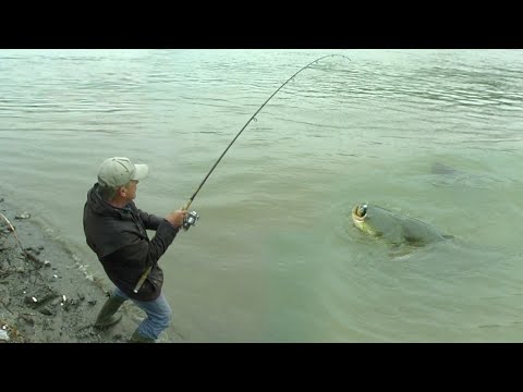 Pecanje soma na Dunavu - Đerdap - Dubinsko pecanje | Fishing catfish