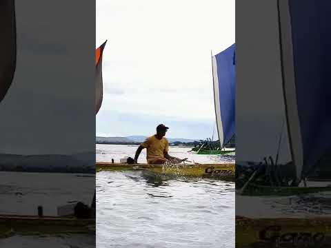 chegada emocionante corrida de barco povoado Tibirir/ São Brás, 14 de setembro 2025