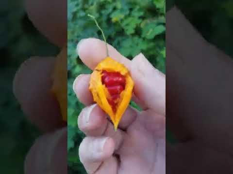 Caribbean Bitter Melon, Cerassee, Cundamore for blood sugar. Medicine in your backyard