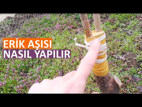 ERİK AŞISI NE ZAMAN YAPILIR | KOLAY YÖNTEM YABANİ ERİK AŞILAMA