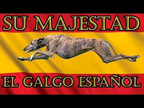 Spanish Greyhound, the King abandoned to his fate