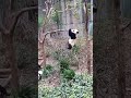 Urso Panda Japão