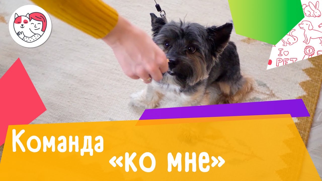 Как обучить собаку команде «Ко мне»: видеоинструкция
