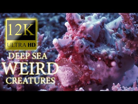 12K HDR 60fps Dolby Vision - Deep Sea Weird Creatures - Strange Animal World - Part 2