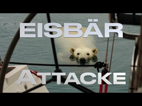 Polar bear attack 🐻‍❄️ in Greenland #169 @XTripSailing Sailing Adventure Polar Bear
