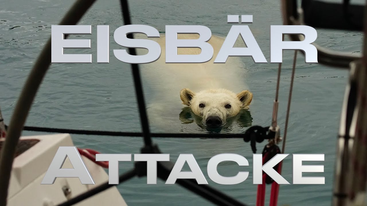 Polar bear attack 🐻‍❄️ in Greenland #169 @XTripSailing Sailing Adventure Polar Bear
