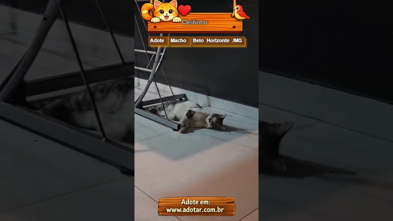 Gato raça SRD-ViraLata idade 1 ano nome Cleitinho