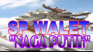 Download lagu SP WALET NAGA PUTIH PALING RESPON DI MUSIM ANAKKAN WALET mp3 Download lagu SP WALET NAGA PUTIH PALING RESPON DI MUSIM ANAKKAN WALET mp3