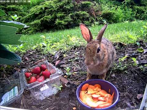 2014 06 13 8AM Notch Breakfast