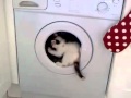 Cat Vs Washing Machine