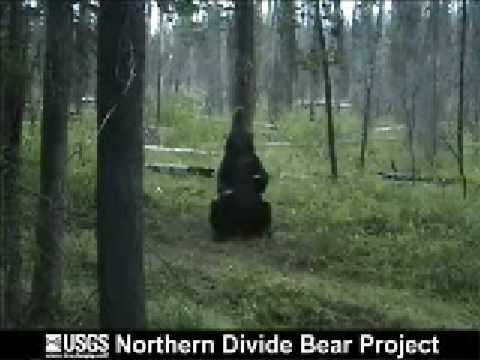 Pole Dancing Bear:The  USGS Northern Divide Bear Project