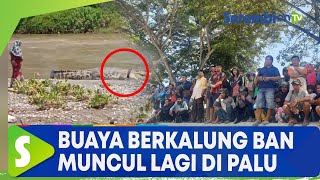 Download lagu Buaya Berkalung Ban Muncul Lagi di Palu, Terekam Ibu ibu Berdiri di Dekatnya mp3 Download lagu Buaya Berkalung Ban Muncul Lagi di Palu, Terekam Ibu ibu Berdiri di Dekatnya mp3