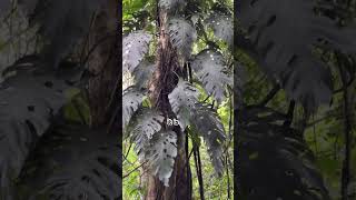 Rare houseplants growing wild in Costa Rica! #plants #rareplants #costarica