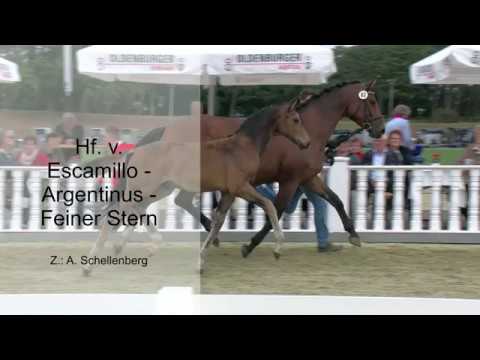 Hf v Escamillo x Argentinus x Feiner Stern 2019