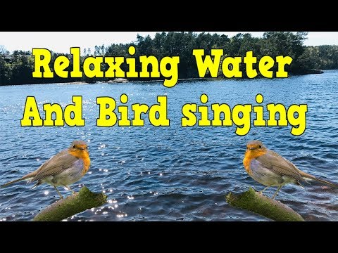 Nature relaxing birds and lake water sounds in spring of Norway