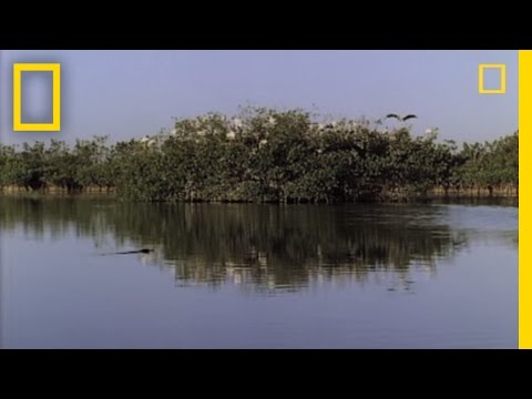 Snowy Egret Sacrifice | National Geographic