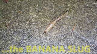 The Banana Slug - Fastest Creature Known to Mankind