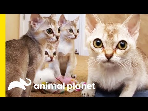 YouTube video about: Where can I buy a singapura cat?