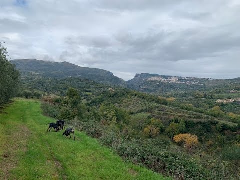 Petit Bleu de Gascogne su Lepre a Saracena
