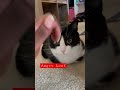 I Is Anger I Is Loaf Cat Cats Tuxedocat