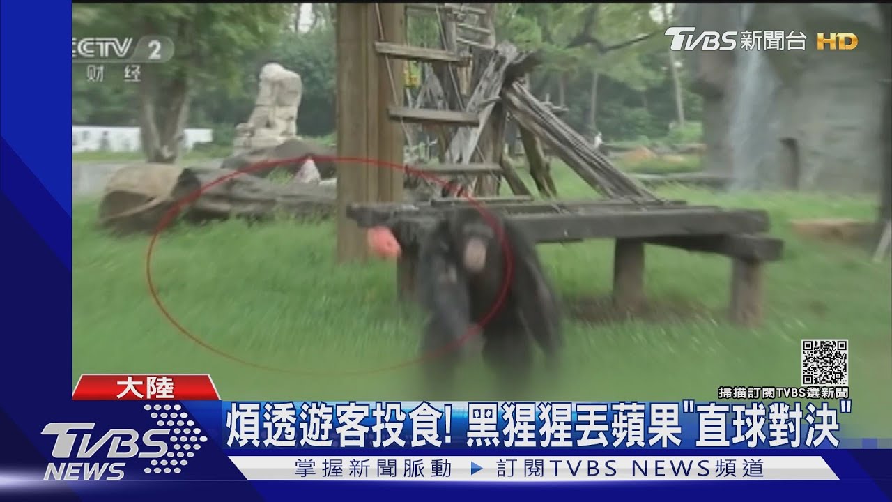 煩透遊客投食! 黑猩猩丟回蘋果「直球對決」