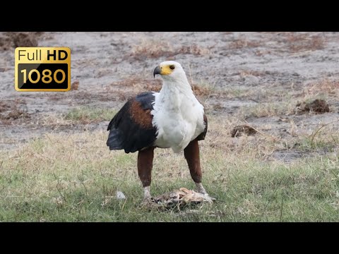 Birds of Botswana Part 1