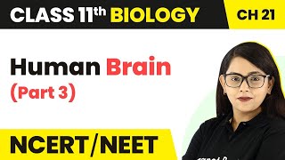 Brain (Part 3) - Neural Control And Coordination | Class 11 Biology Ch 21 NCERT/NEET
