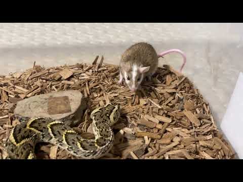 The Fastest Snake Striking In SLOW MOTION!!!!!!