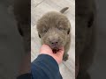 Newfoundland dogs for sale: Rusty - Video 1