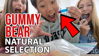 Natural Selection Demonstrated with Gummy Bears (Class Activity MS-LS4-4)