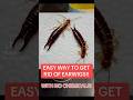 How to Get Rid of Earwigs *No Chemicals!*