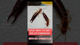 How to Get Rid of Earwigs *No Chemicals!*