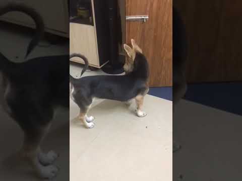 Pet lover#RJ#Tina 👿 Rocky 🤔