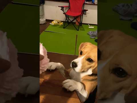 犬のバラ、犬のバラ 植物