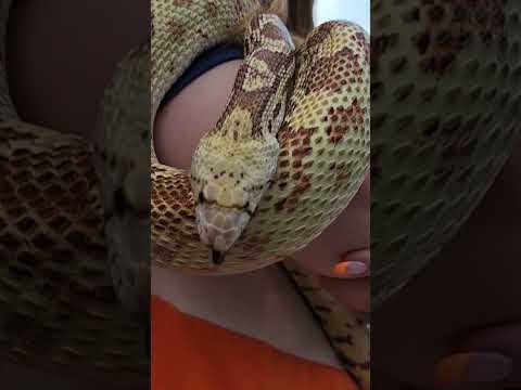 Urban Snakes. More to come...   #snakes #reptiles #petreptiles #beautifulanimals #shorts